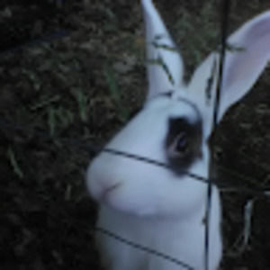 Meet your Posher, Caitlin